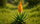 Słoneczny Aloes - Ikona